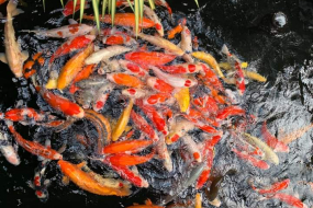 Trại cá Koi giống khỏe đẹp tại Bình Dương uy tín, chất lượng nhất