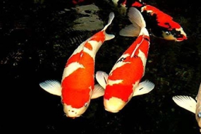 Trộm cá nghìn đô đem nấu lẩu