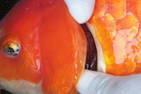 Cách điều trị bệnh nhiễm sán ở cá koi bạn đã biết chưa?