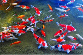 Hướng dẫn cách nuôi cá koi với loài cá khác và một số lưu ý khi nuôi