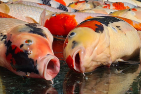 Bạn có biết vì sao cá koi chết hàng loạt?