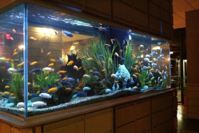 Tham khảo yếu tố kỹ thuật cần biết khi xây hồ cá Koi mặt kính