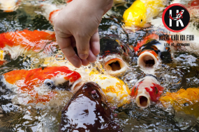 Cung cấp cá Koi chất lượng và uy tín tại Bình Dương