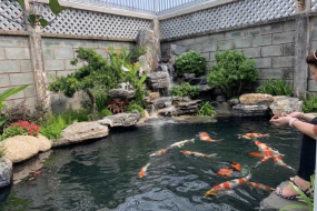 Hệ thống lọc hồ cá koi hiện đại chuẩn và chi tiết nhất