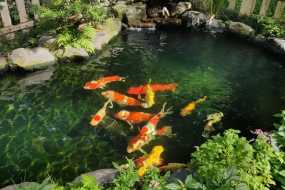 Mẫu thiết kế  hồ cá koi phong thủy chuẩn nhất 2023!
