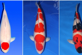 Cá chép Nhật giá hơn 200 triệu đồng