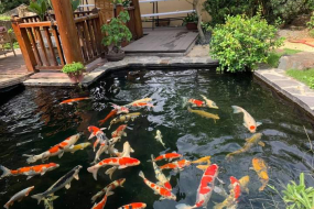 Dịch vụ thi công hồ cá koi chuyên nghiệp tại Bình Dương 