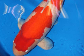 Cá Koi đắt nhất thế giới bán giá 1,4 triệu bảng