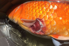 Mách bạn cách điều trị bệnh lở loét nhiễm trùng ở cá koi