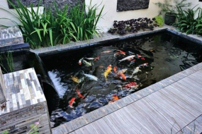 Kinh nghiệm lắp đặt bộ lọc hồ cá Koi tại Bình Dương cho người mới
